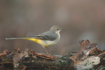 Grey wagtail - Motacilla cinerea