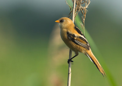 Bearded tit - Panurus biarmicus, De Maatjes, 08/06/08