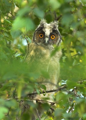 Long-eared owl - Asio otus