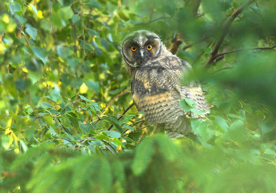 Long-eared owl - Asio otus