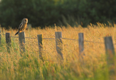 Long-eared owl - Asio otus