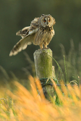 Long-eared owl - Asio otus