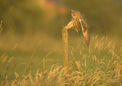 Long-eared owl - Asio otus