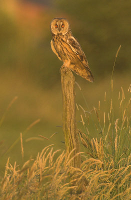 Long-eared owl - Asio otus