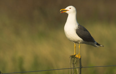 Lesser black-backed gull - Larus fuscus