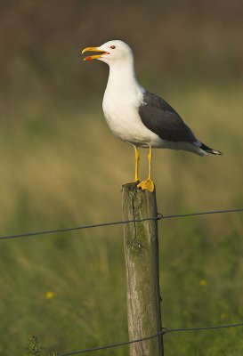 Lesser black-backed gull - Larus fuscus