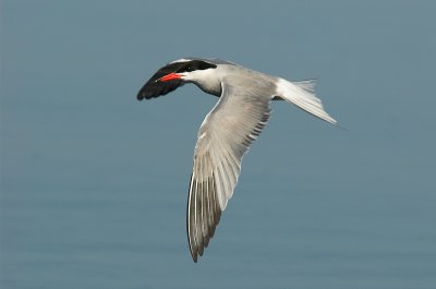 Common tern - Sterna hirundo