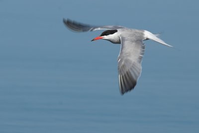 Common tern - Sterna hirundo