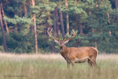 Red Deer - Edelhert