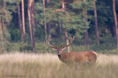 Red Deer - Edelhert