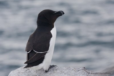 Razorbill - Alk