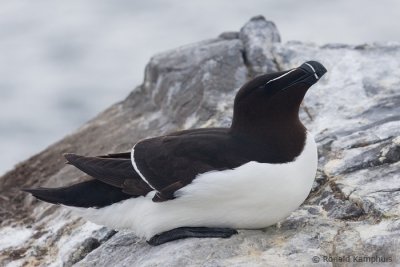 Razorbill - Alk