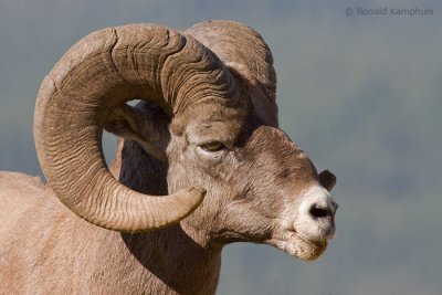 Bighorn sheep - Dikhoornschaap