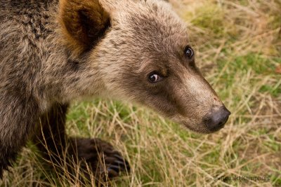 Brown bear cub - Bruine beer jong