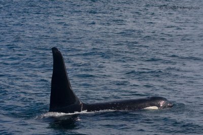 Killer whale - Zwaardwalvis