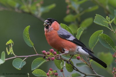 Bullfinch -  Goudvink