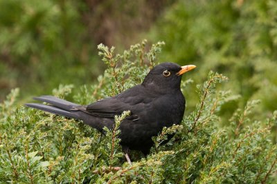 Blackbird - Merel