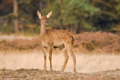 Red deer - Edelhert