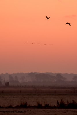 Common crane - Kraanvogel