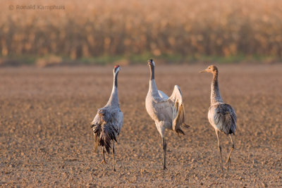 Common crane - Kraanvogel