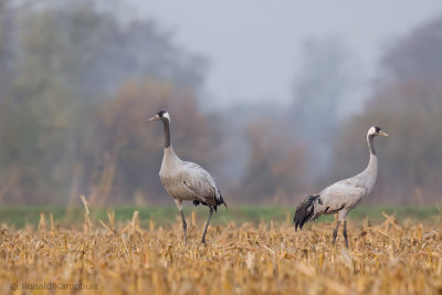 Common crane - Kraanvogel