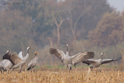 Common crane - Kraanvogel