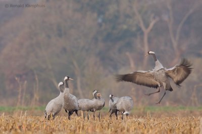 Common crane - Kraanvogel