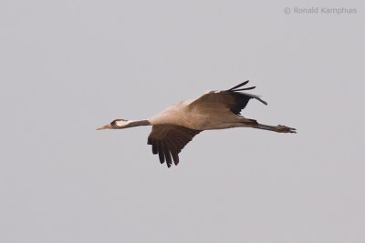 Common crane - Kraanvogel