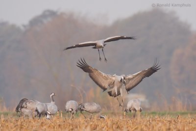 Common crane - Kraanvogel