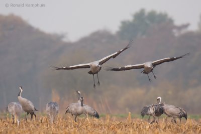 Common crane - Kraanvogel