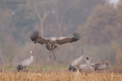 Common crane - Kraanvogel