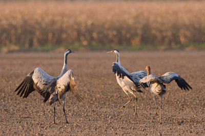 Common crane - Kraanvogel