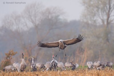 Common crane - Kraanvogel