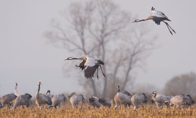 Common crane - Kraanvogel