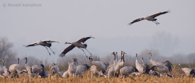 Common crane - Kraanvogel