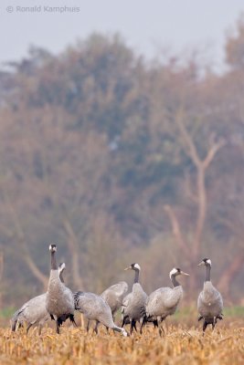 Common crane - Kraanvogel