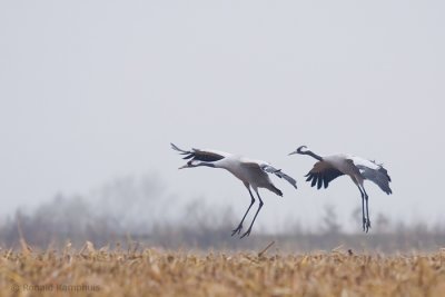 Common crane - Kraanvogel