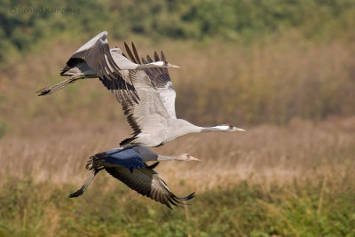 Common crane - Kraanvogel