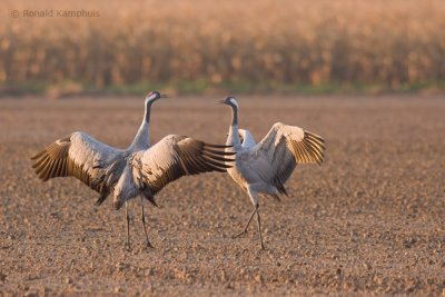 Common crane - Kraanvogel