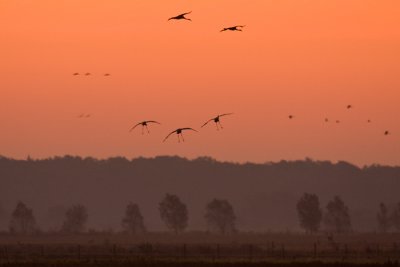 Common crane - Kraanvogel