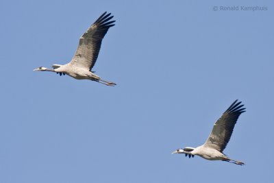 Common crane - Kraanvogel