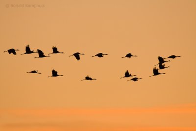 Common crane - Kraanvogel