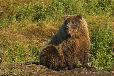 Brown bear - Bruine beer