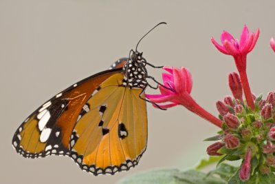 _MG_6117.jpg