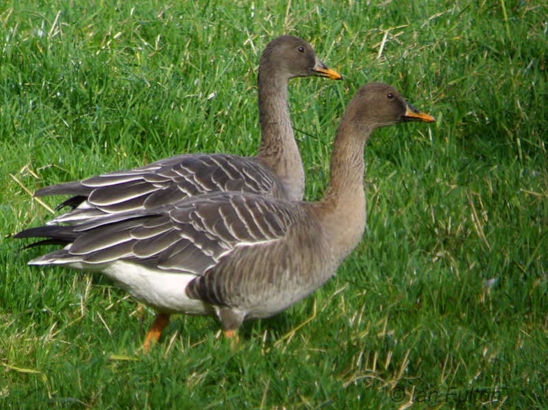 Taiga Bean Goose, Fannyside Muir, Clyde