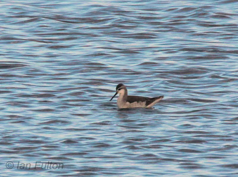 Wilsons Phalarope, Musselburgh, Lothian