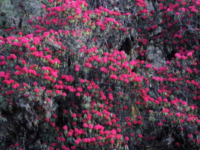 Rhododendrons, Yotung la, Bhutan