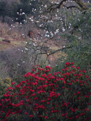 Rhododendrons and magnolia, Yotung la, Bhutan
