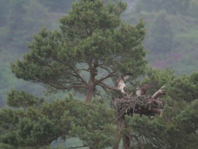 Osprey, Loch of the Lowes, Perth & Kinross