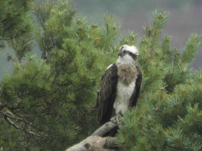 Osprey, Loch of the Lowes, Perth & Kinross